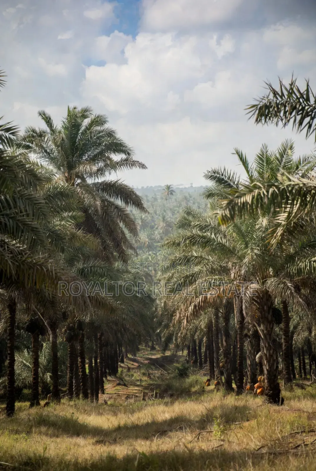 Palm Plantation for Sale in Benin City