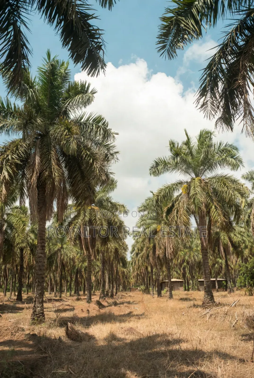 Palm Plantation for Sale in Benin City