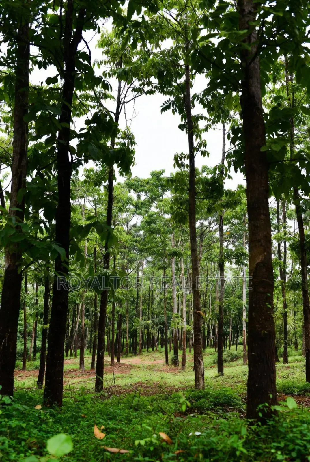 Rubber Plantation for Sale in Benin City