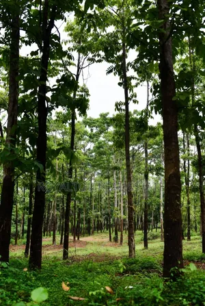 Rubber Plantation for Sale in Benin City