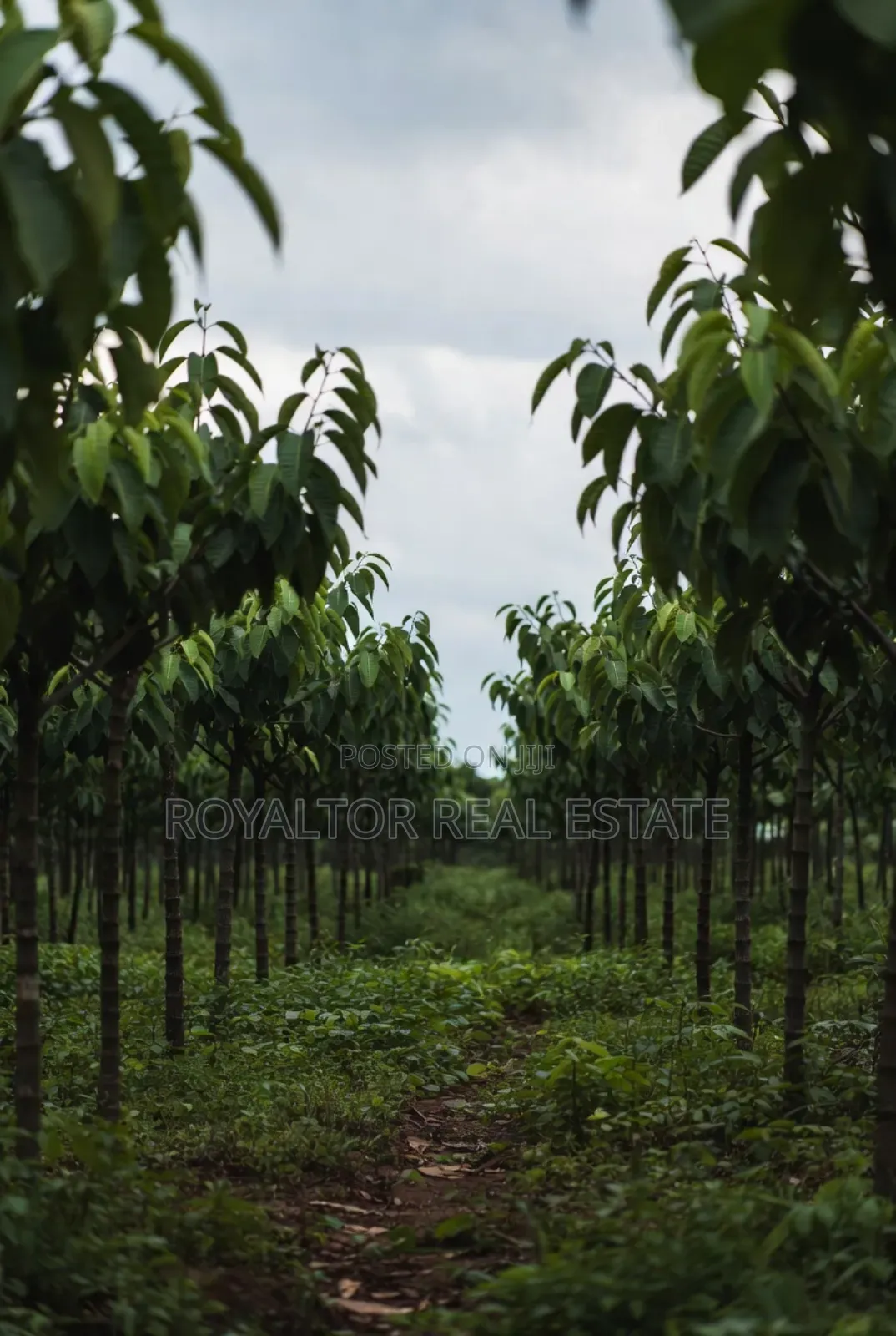 Rubber Plantation for Sale in Benin City