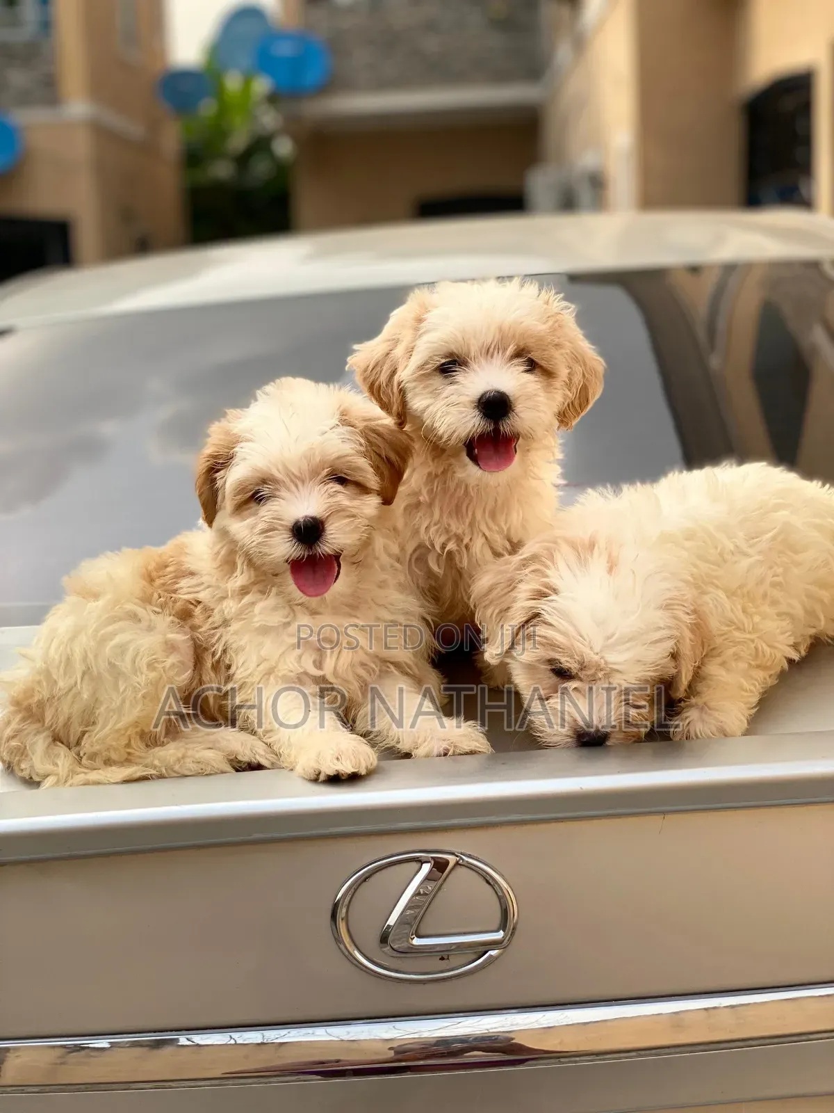 1-3 months Female Purebred Lhasa Apso