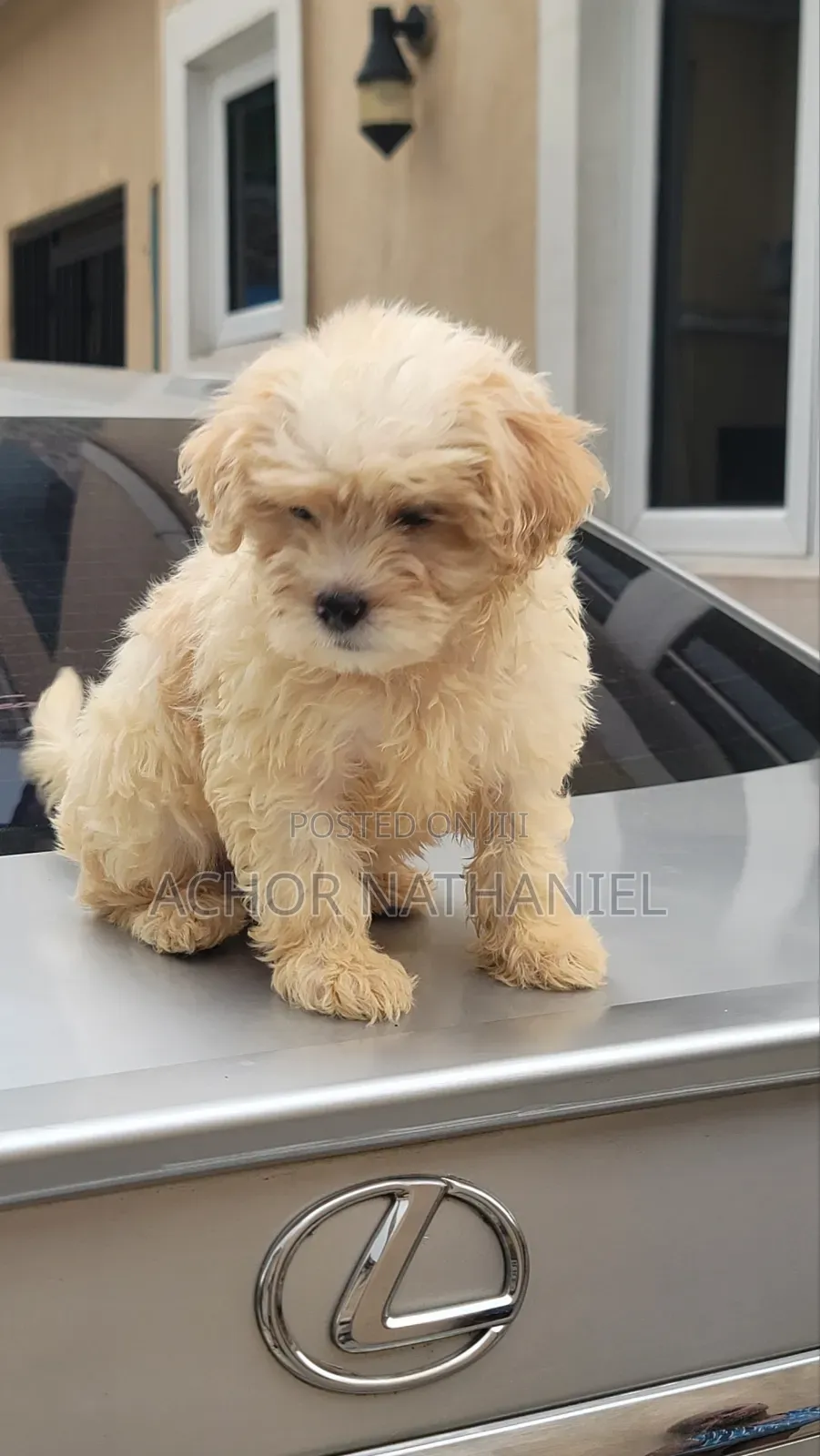 1-3 months Female Purebred Lhasa Apso