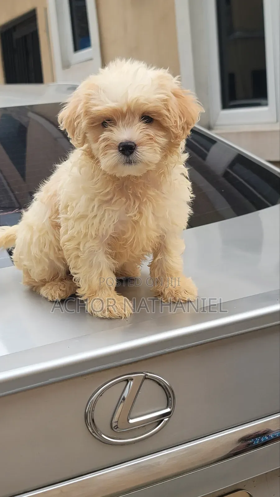 1-3 months Female Purebred Lhasa Apso