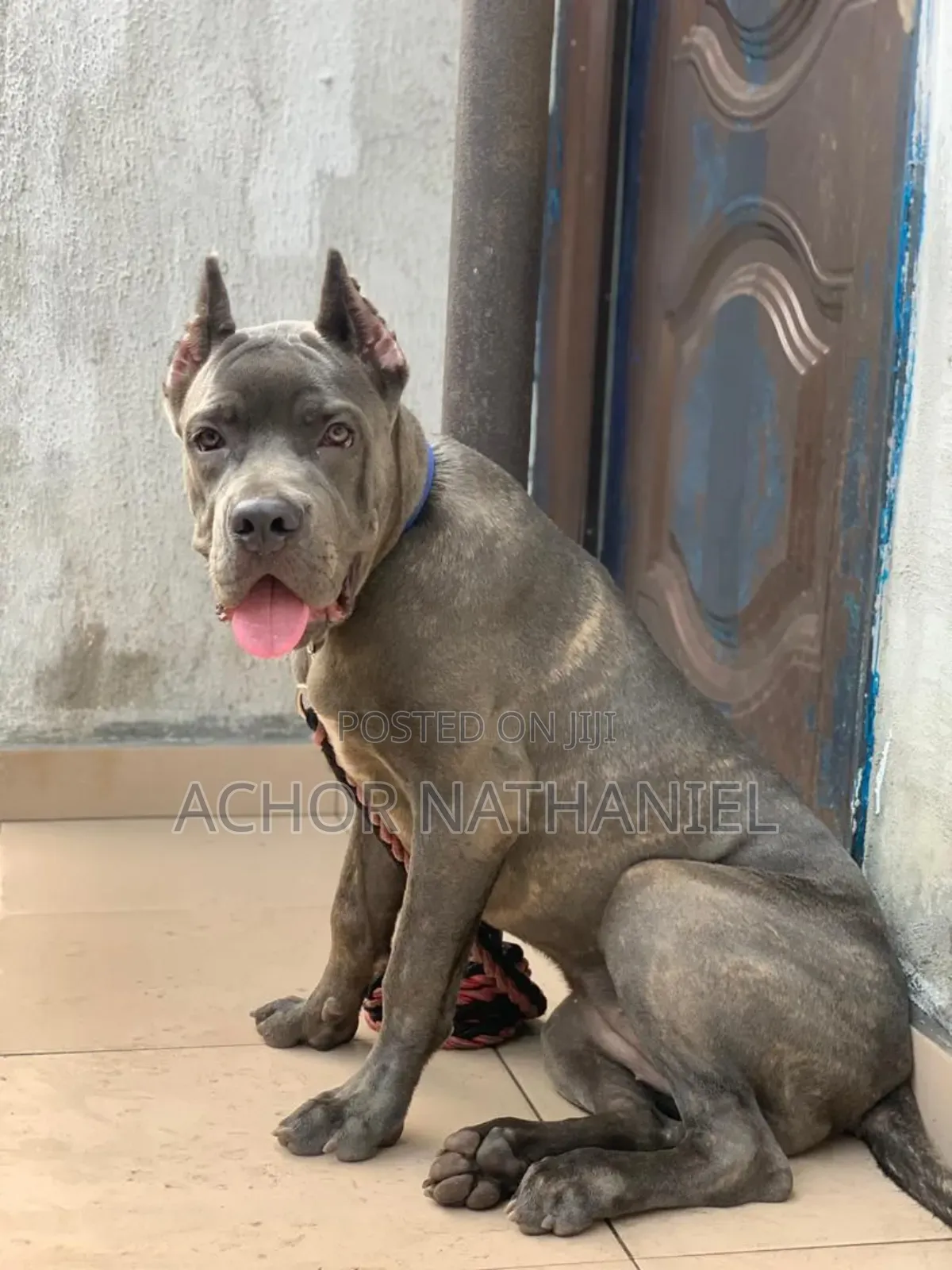 6-12 months Female Purebred Cane Corso