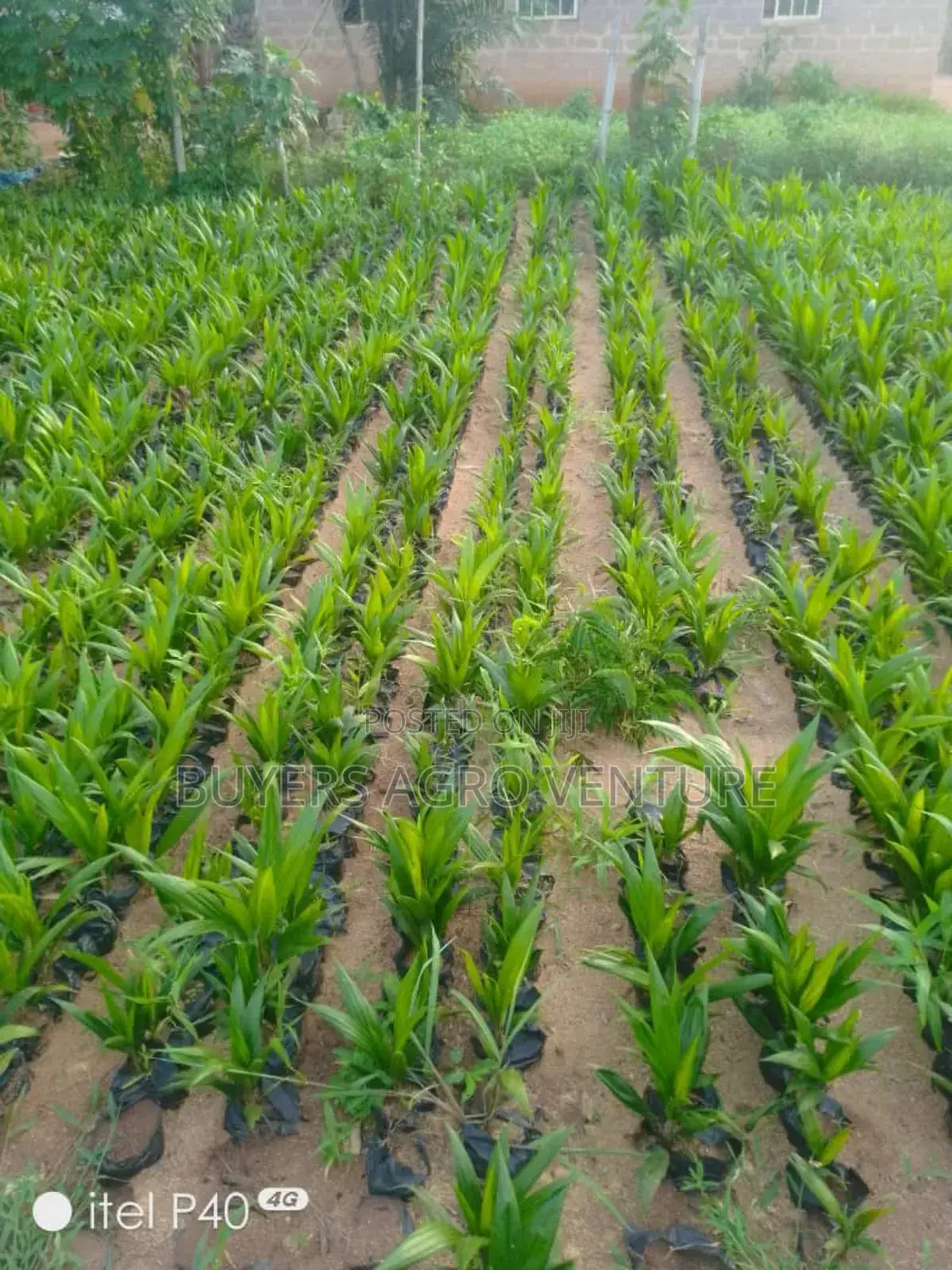 Palm Oil Seedlings