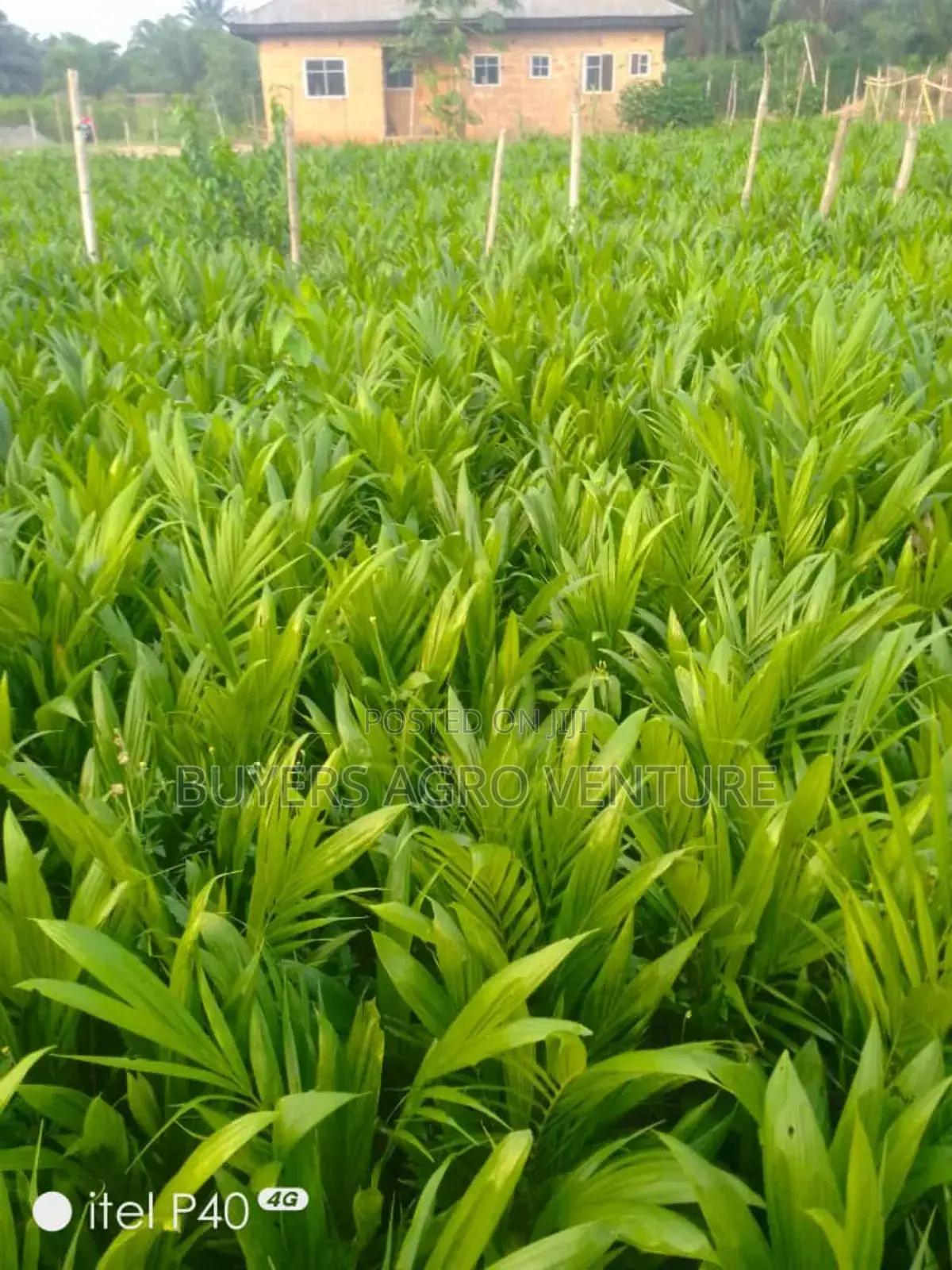 Palm Oil Seedlings