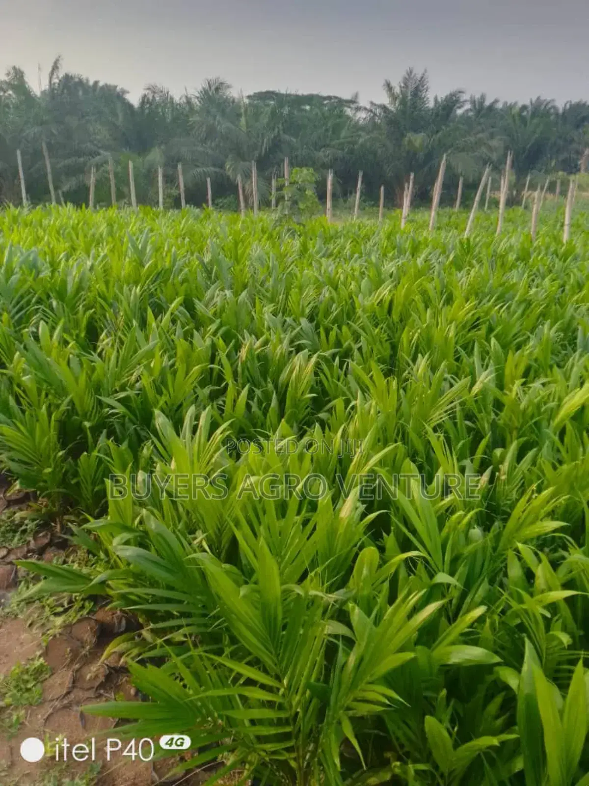 Palm Oil Seedlings