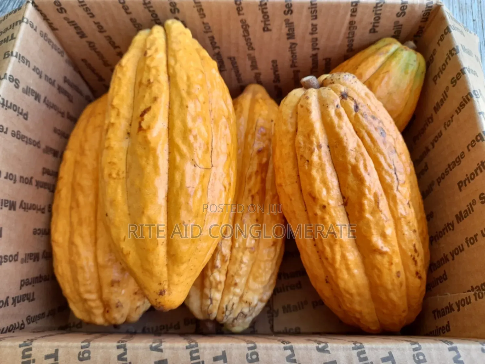 Forastero Cocoa Pods