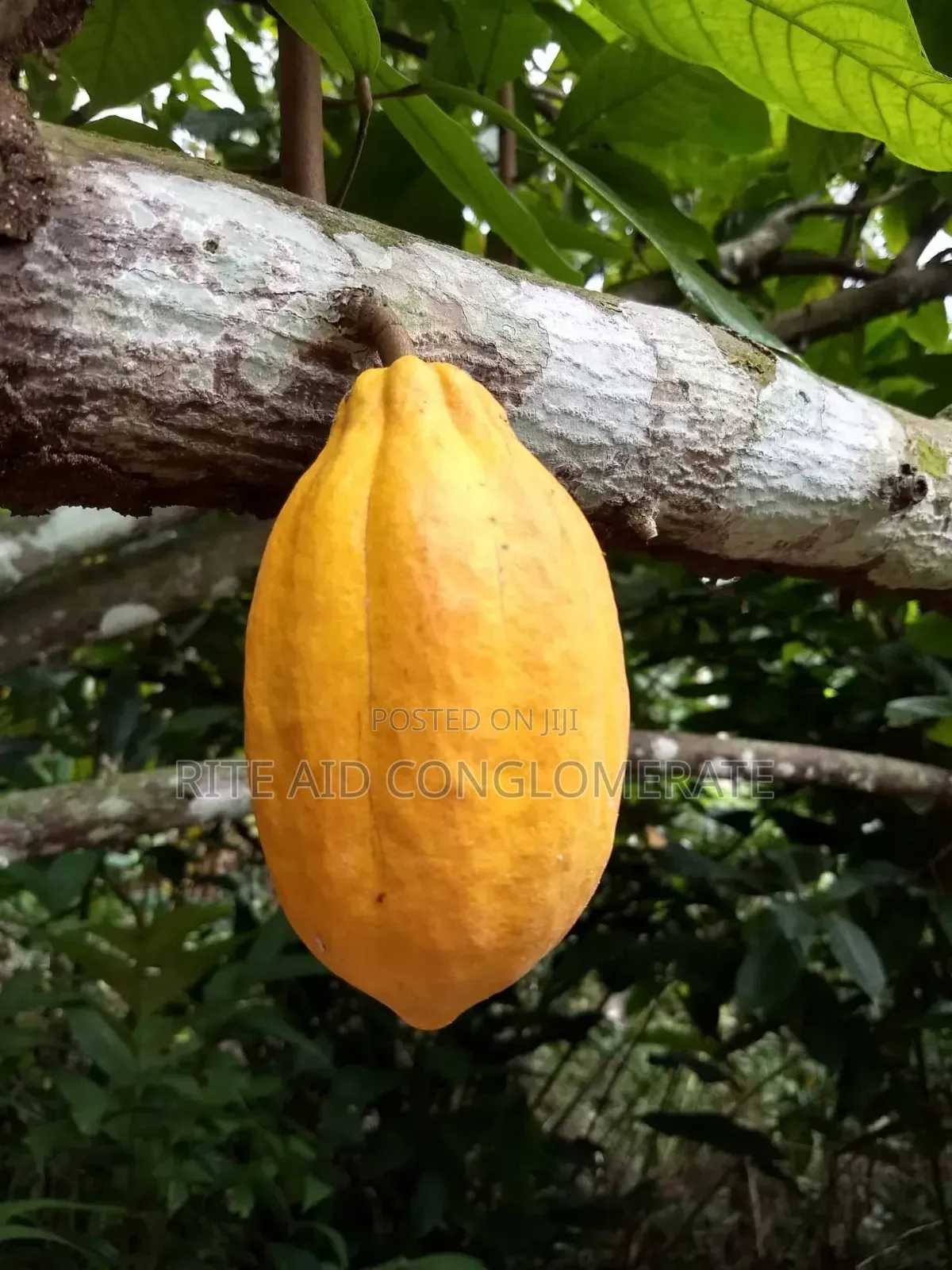 Forastero Cocoa Pods