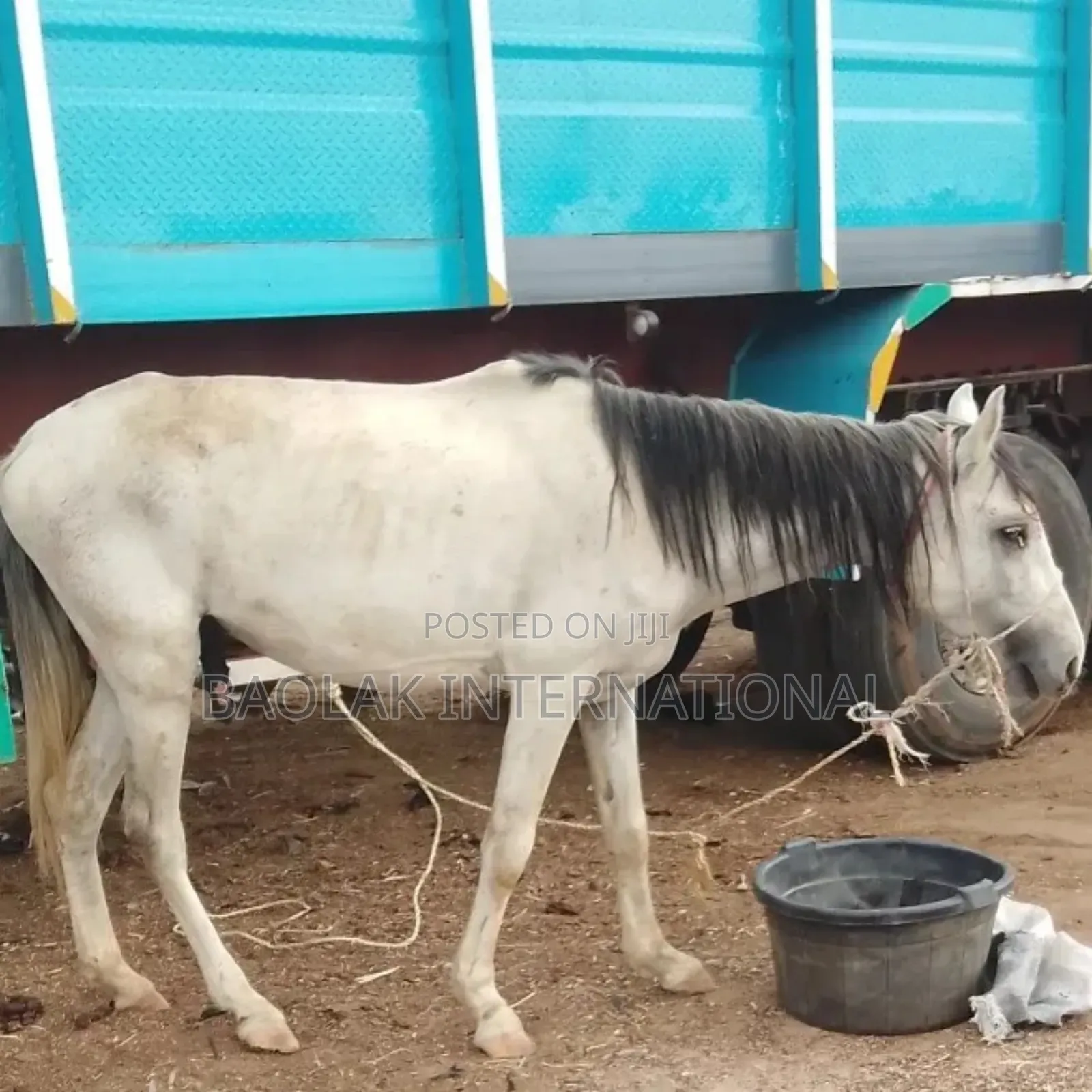 Beautiful Sudanese Horses Available for Sale