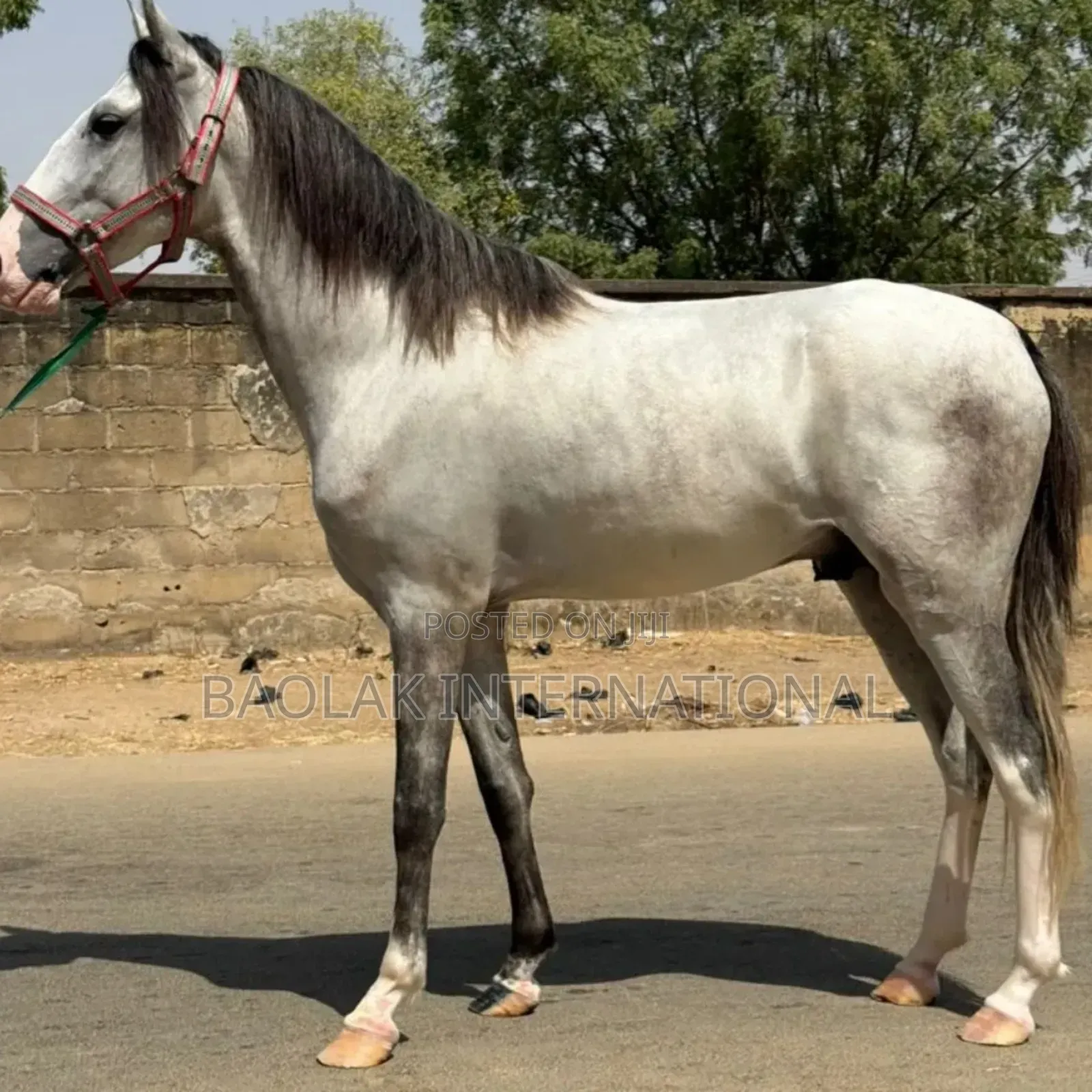 Beautiful Sudanese Horses Available for Sale