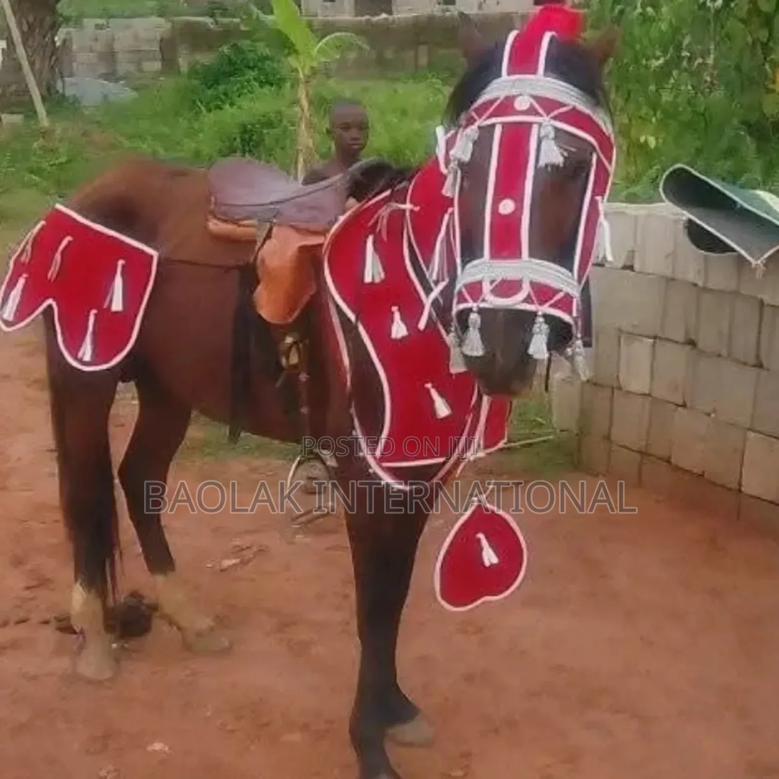 Beautiful Sudanese Horses Available for Sale