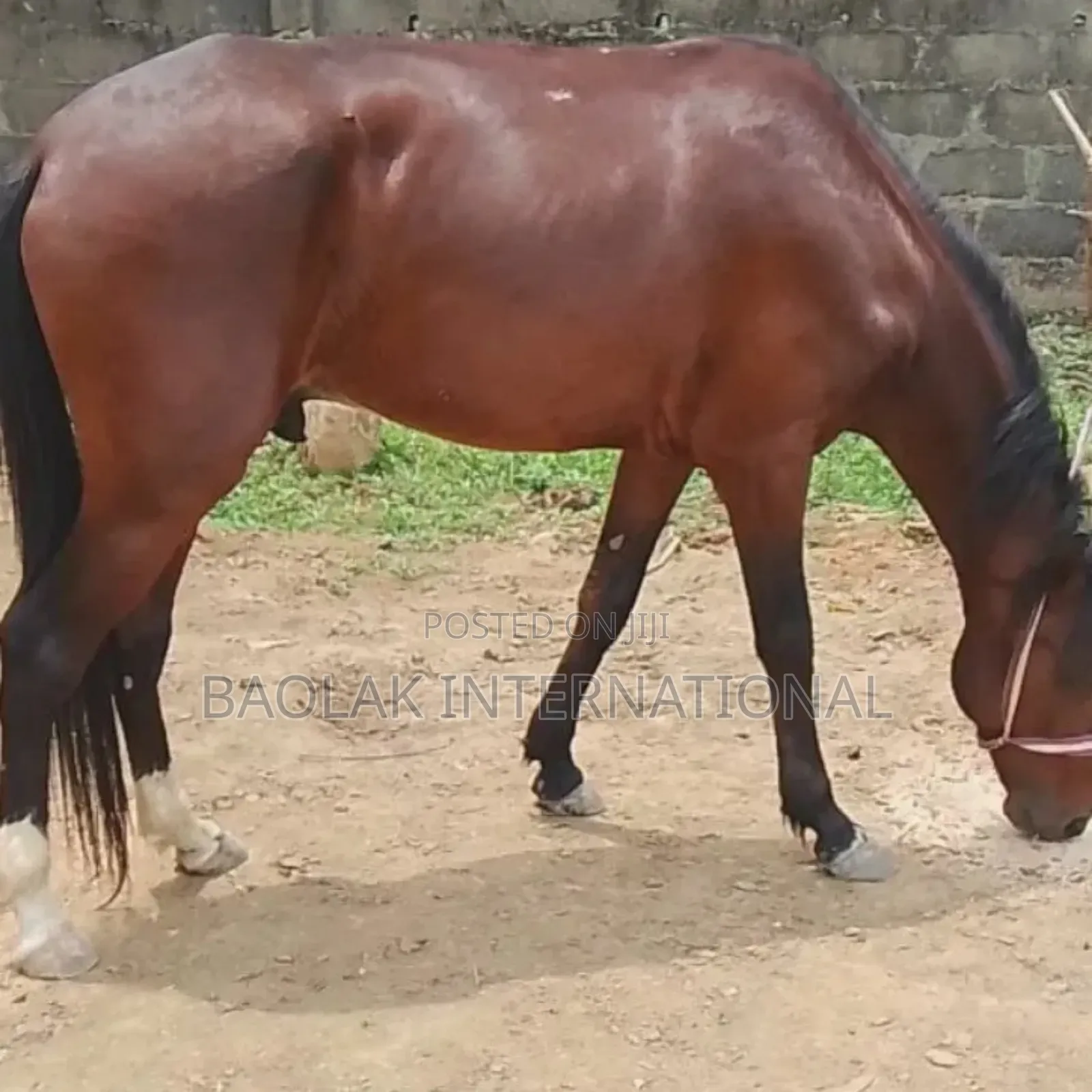 Beautiful Sudanese Horses Available for Sale