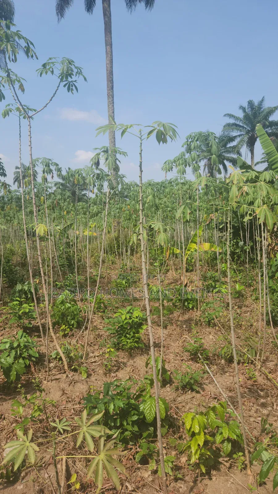 2 Acres of Farmland Near Sukuru for Sale