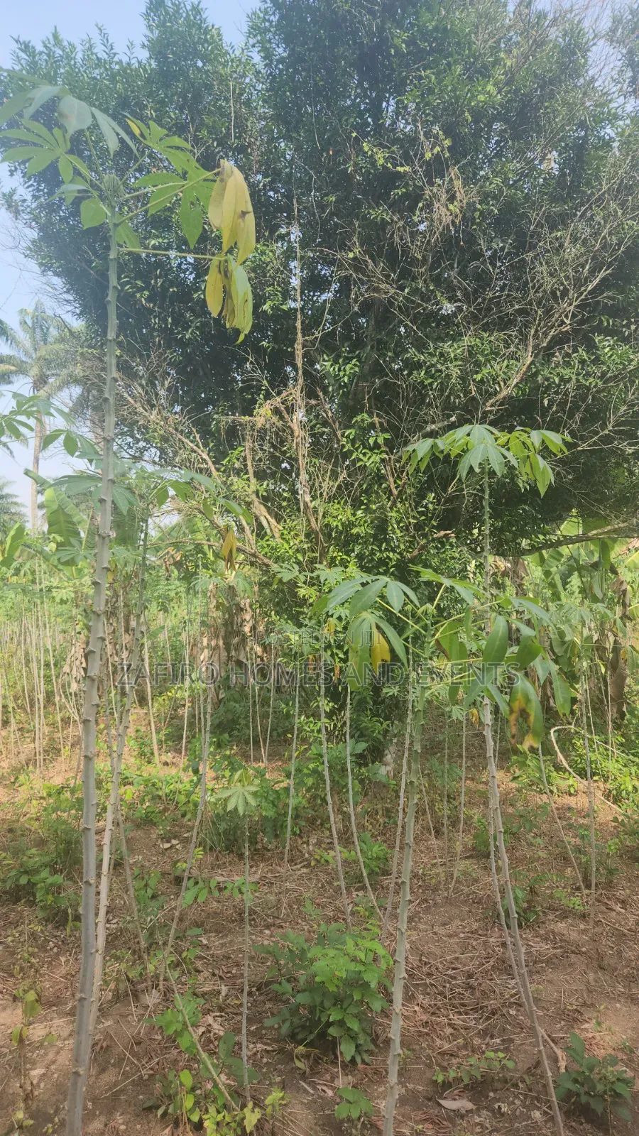 2 Acres of Farmland Near Sukuru for Sale