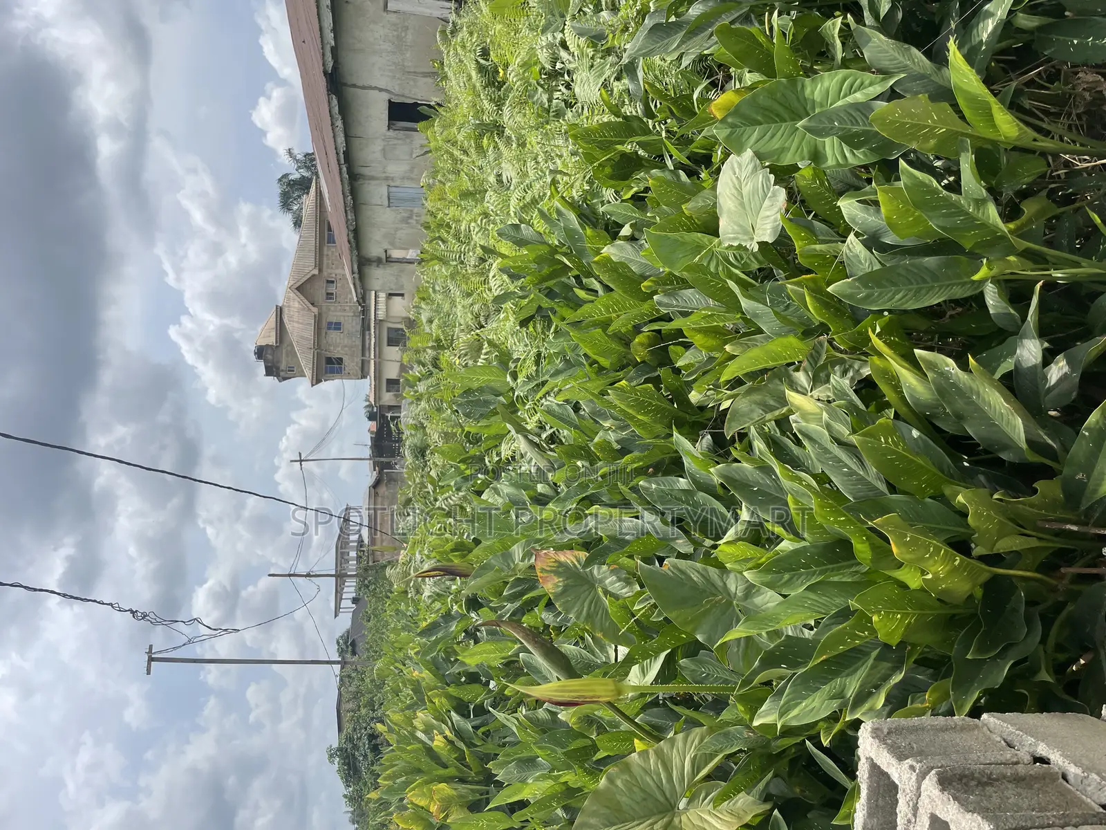 Half Plot of Land
