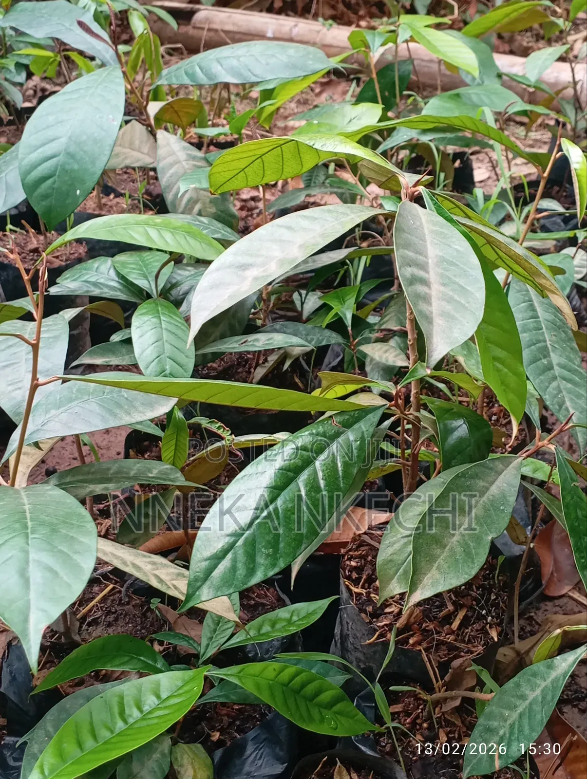 Sweet Agbaloma (Udara Nwa Nnu)
