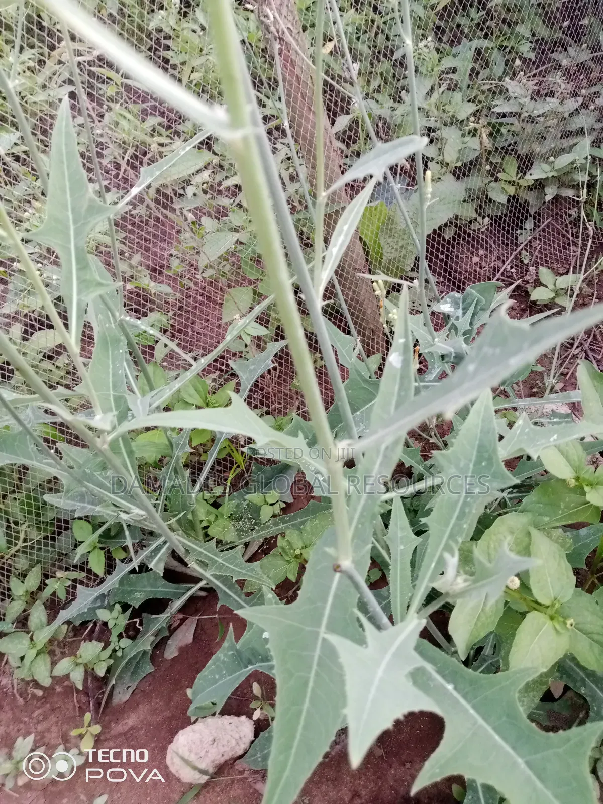 Dandelion Seedlings (Yanrin Funfun)