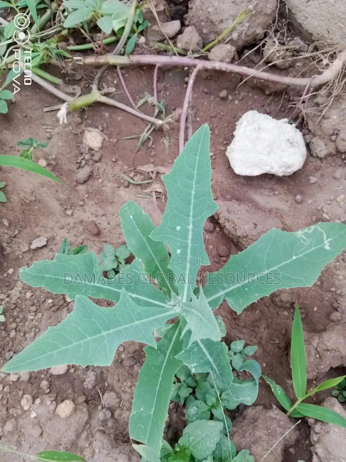 Dandelion Seedlings (Yanrin Funfun)