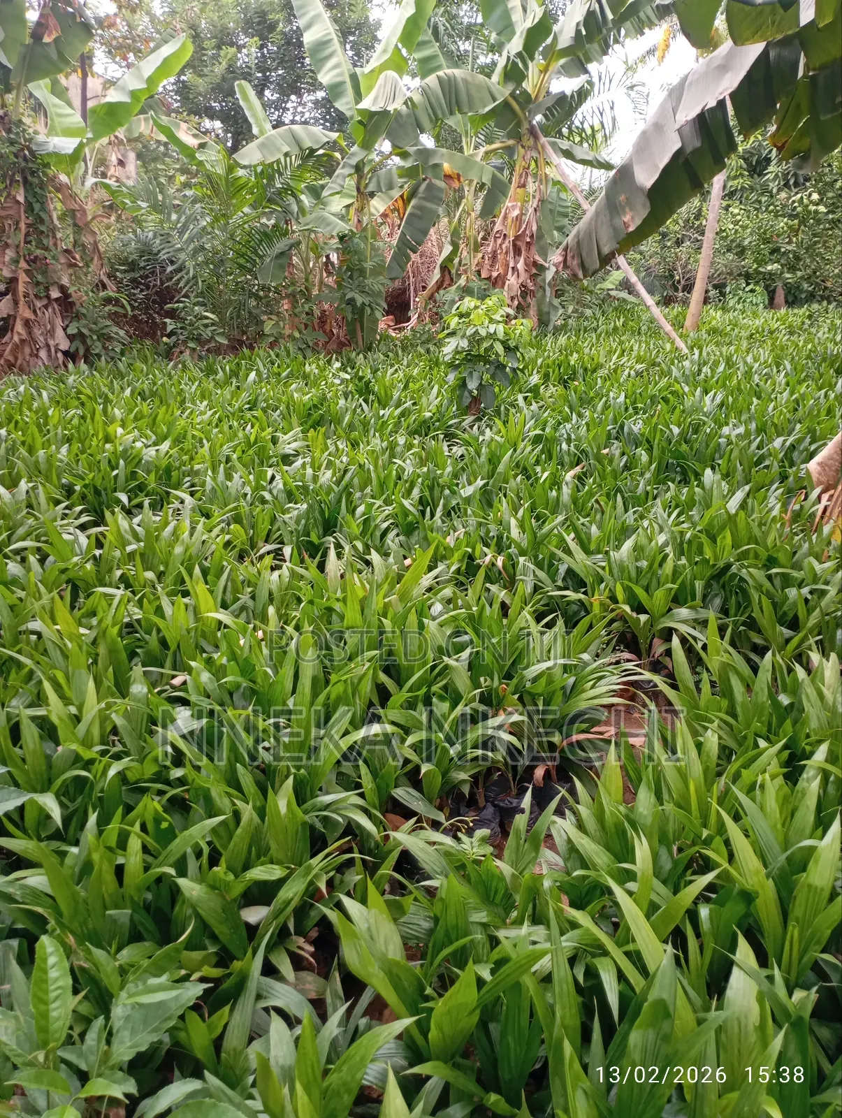 Oil Palm Nurseries