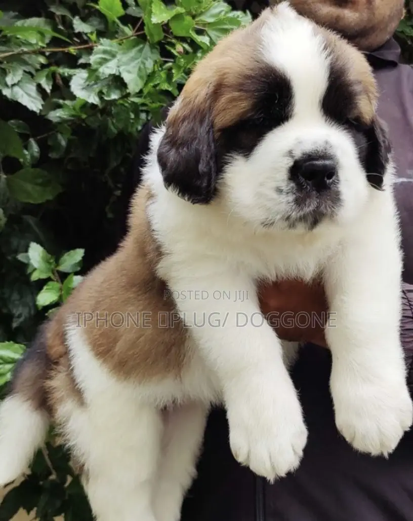 1-3 months Female Purebred Saint Bernard
