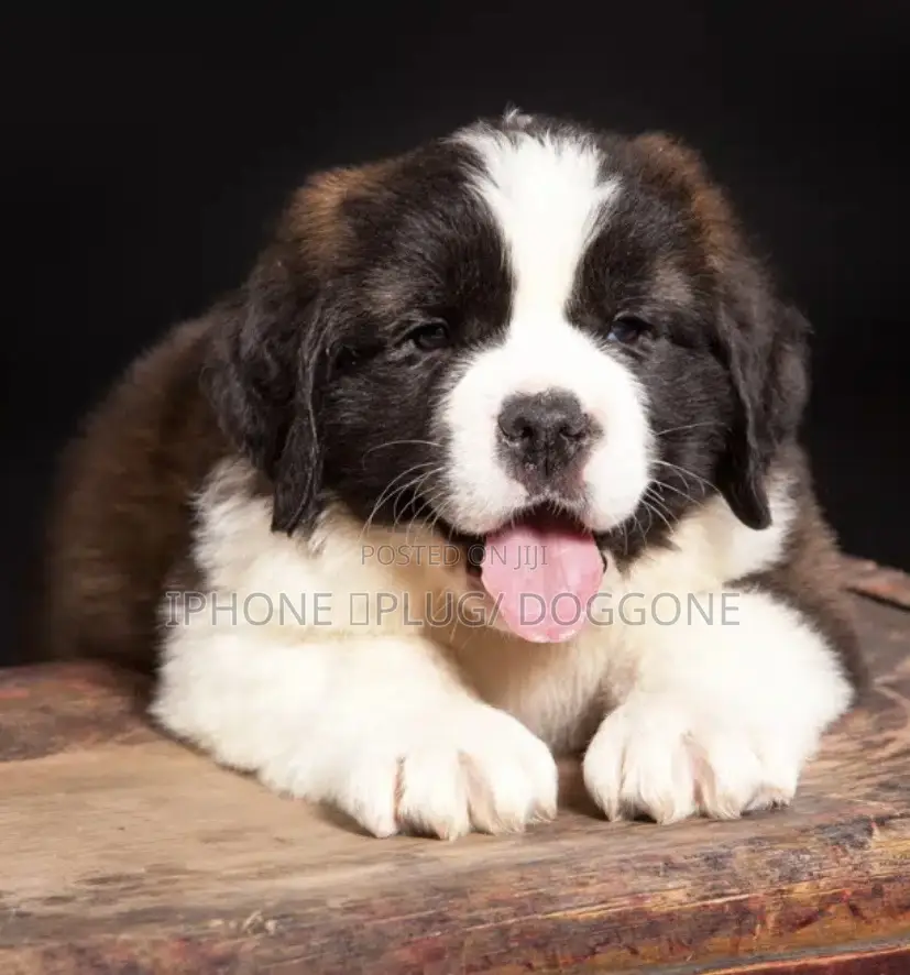 1-3 months Female Purebred Saint Bernard