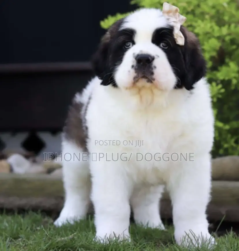 1-3 months Female Purebred Saint Bernard