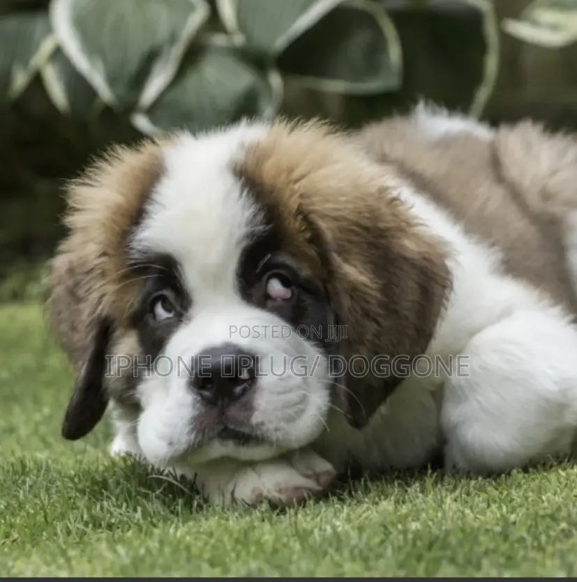 1-3 months Female Purebred Saint Bernard