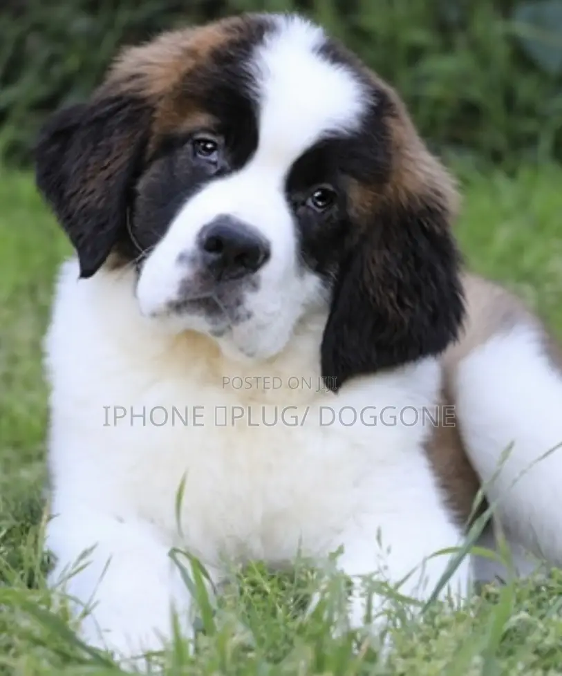 3-6 months Male Purebred Saint Bernard