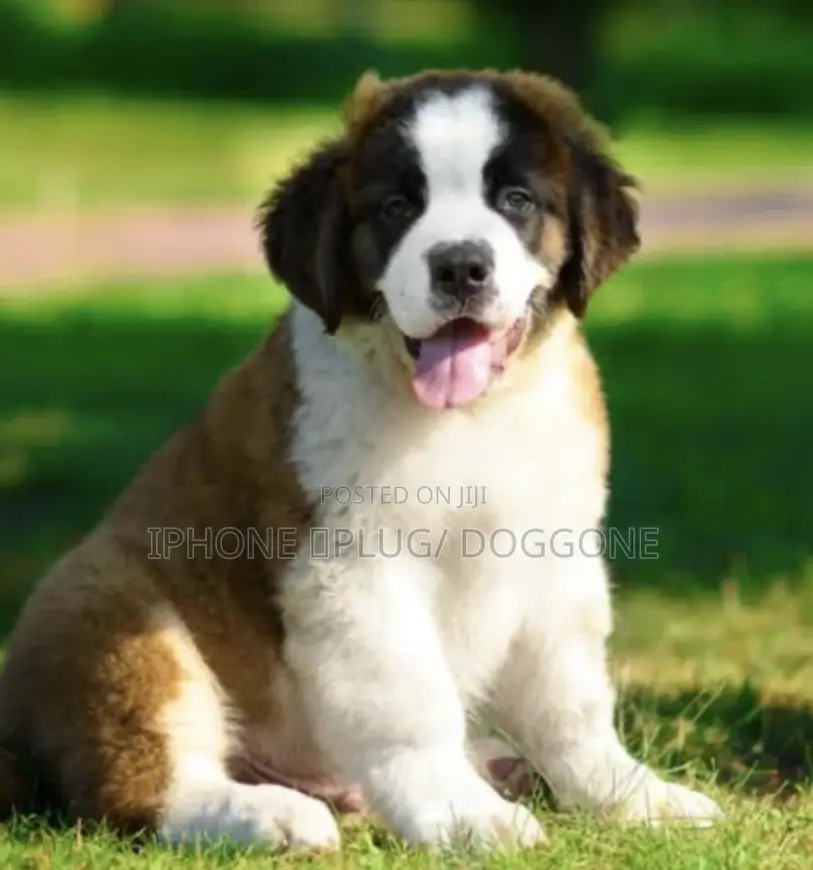 3-6 months Male Purebred Saint Bernard
