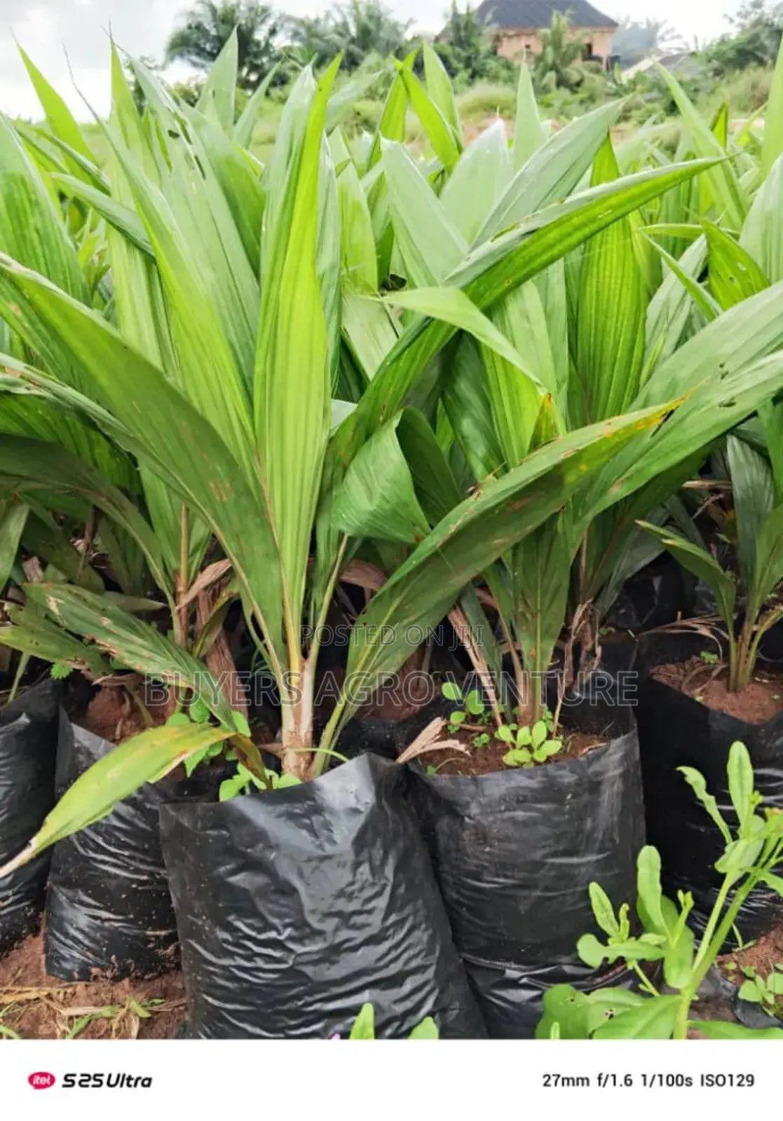 Palm Oil Seedlings, Process in Natural Way Good for Consumption