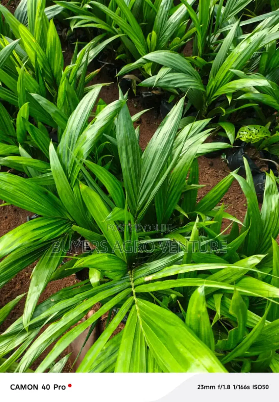 Palm Oil Seedlings, Process in Natural Way Good for Consumption
