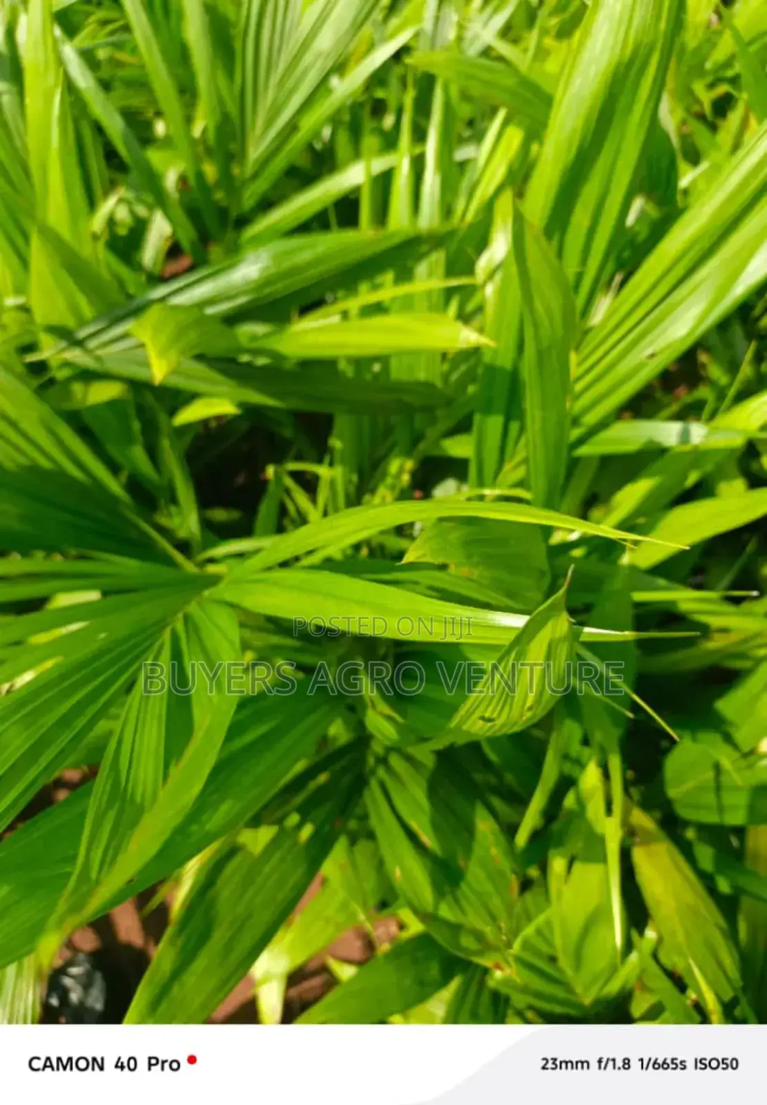 Palm Oil Seedlings, Process in Natural Way Good for Consumption