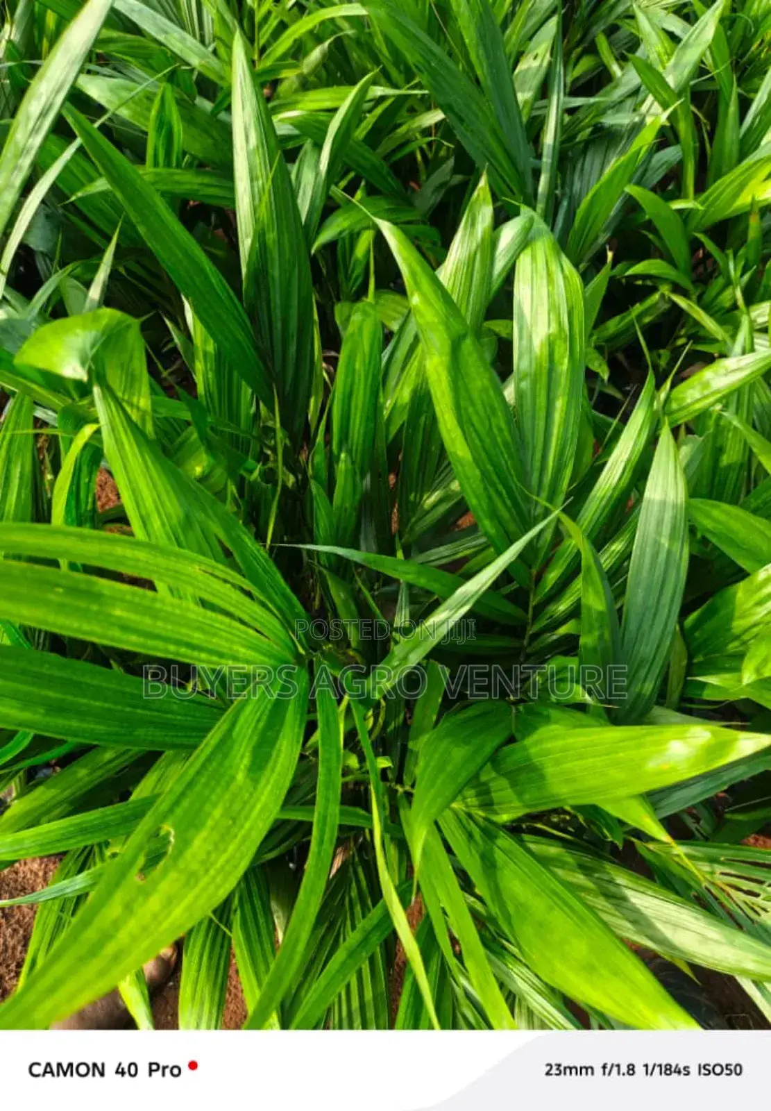 Palm Oil Seedlings, Process in Natural Way Good for Consumption