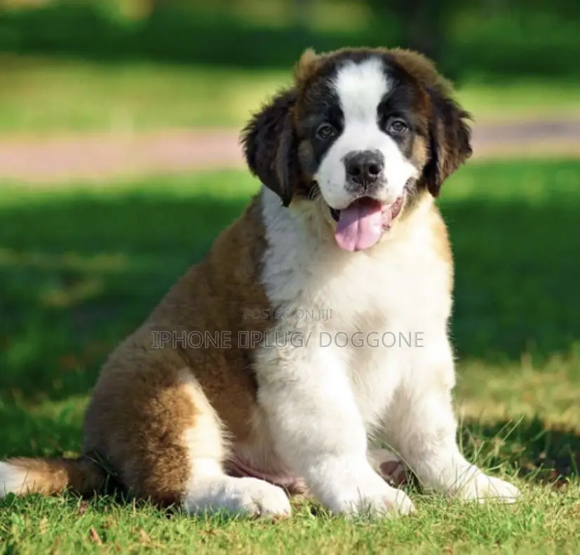 1-3 months Female Purebred Saint Bernard