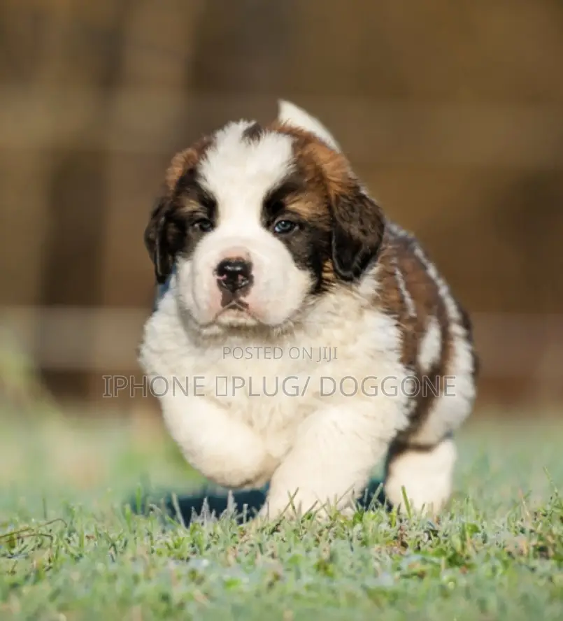 1-3 months Female Purebred Saint Bernard