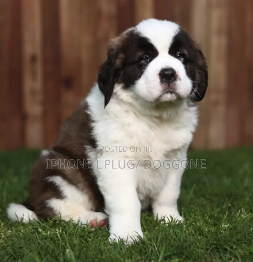 1-3 months Female Purebred Saint Bernard