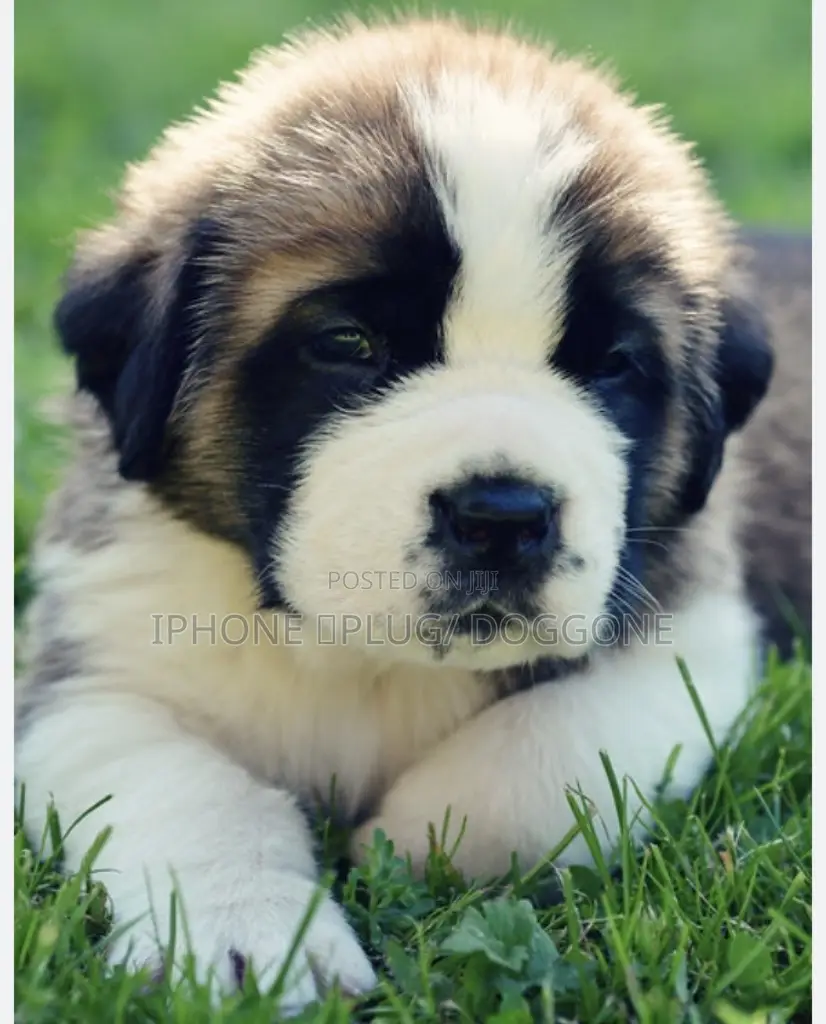 1-3 months Female Purebred Saint Bernard