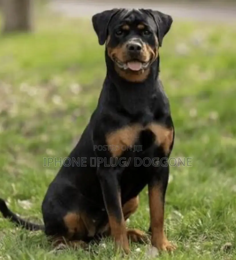 1+ year Male Purebred Rottweiler