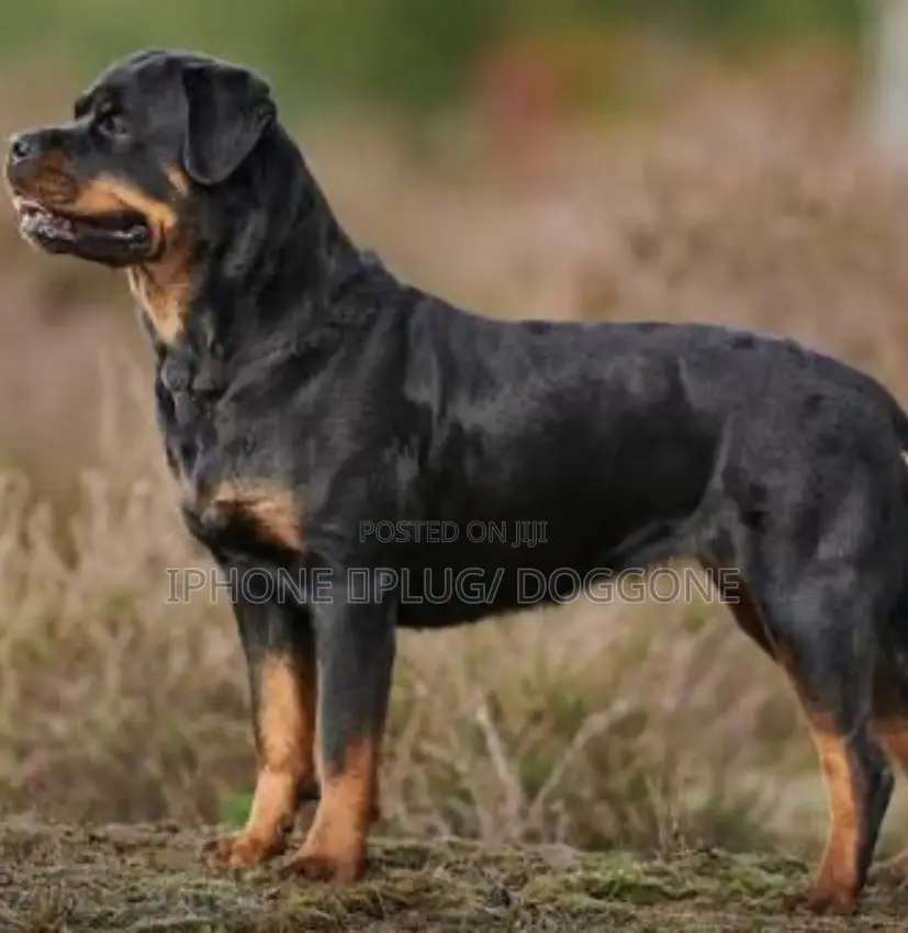 1+ year Male Purebred Rottweiler