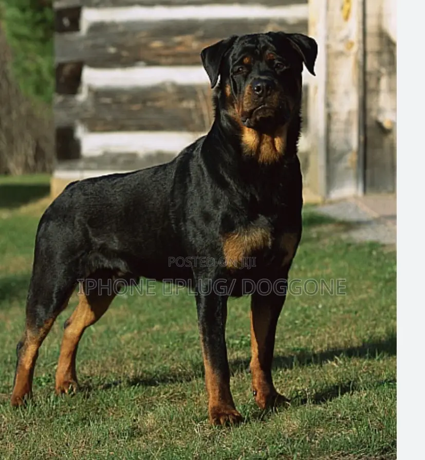 1+ year Male Purebred Rottweiler