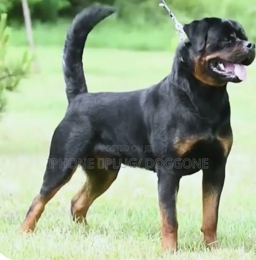 1+ year Male Purebred Rottweiler