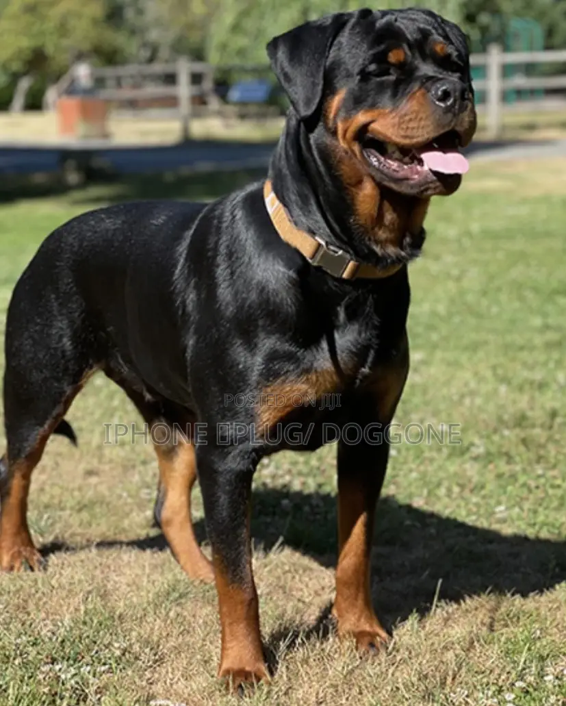1+ year Female Purebred Rottweiler