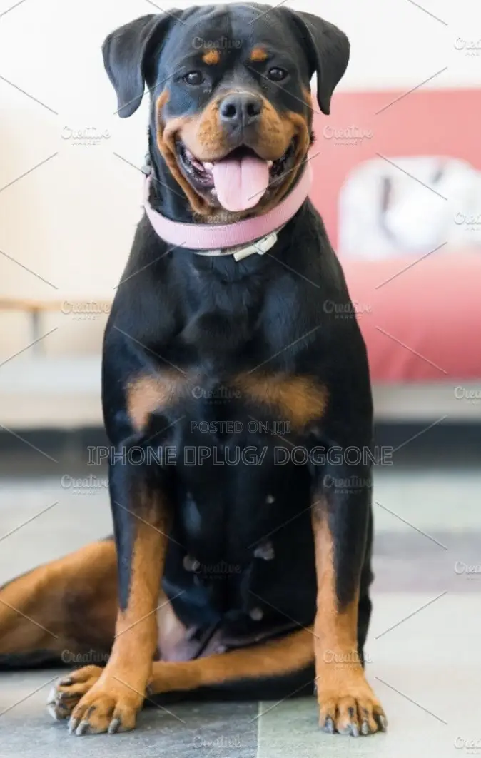 1+ year Female Purebred Rottweiler