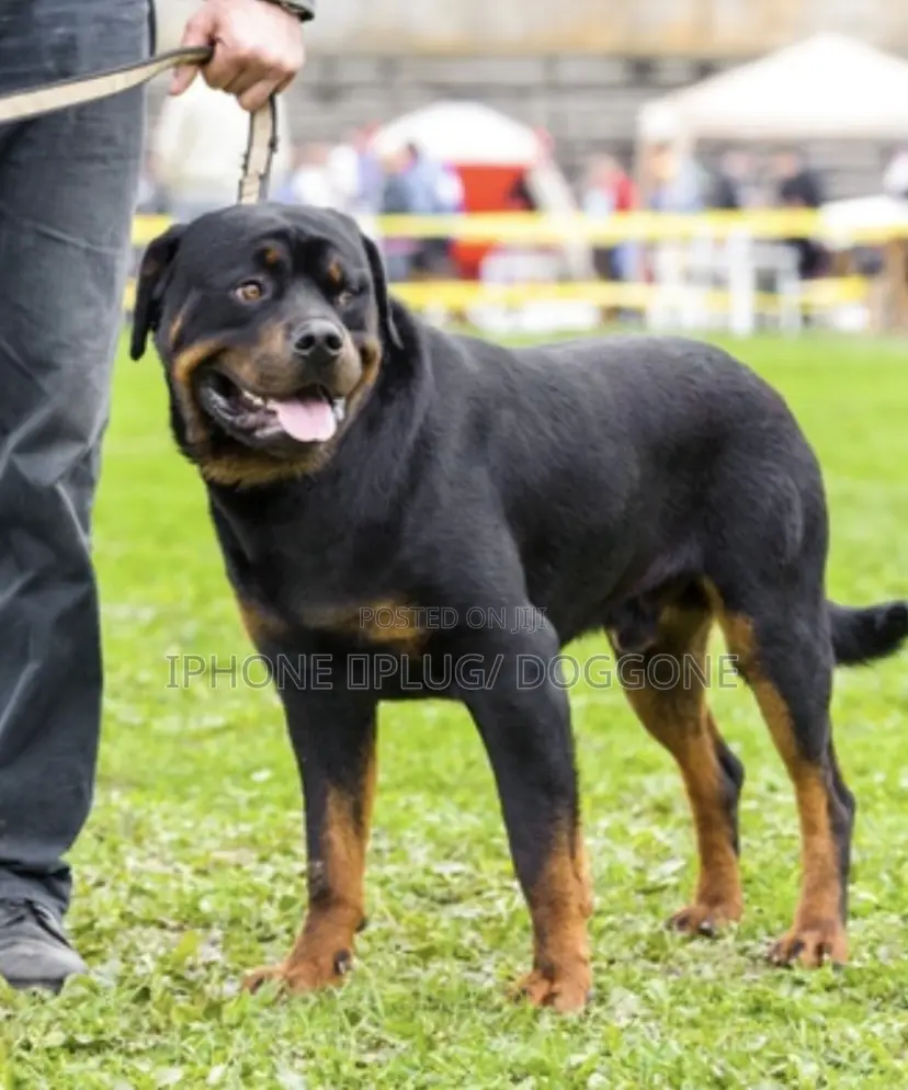 1+ year Female Purebred Rottweiler