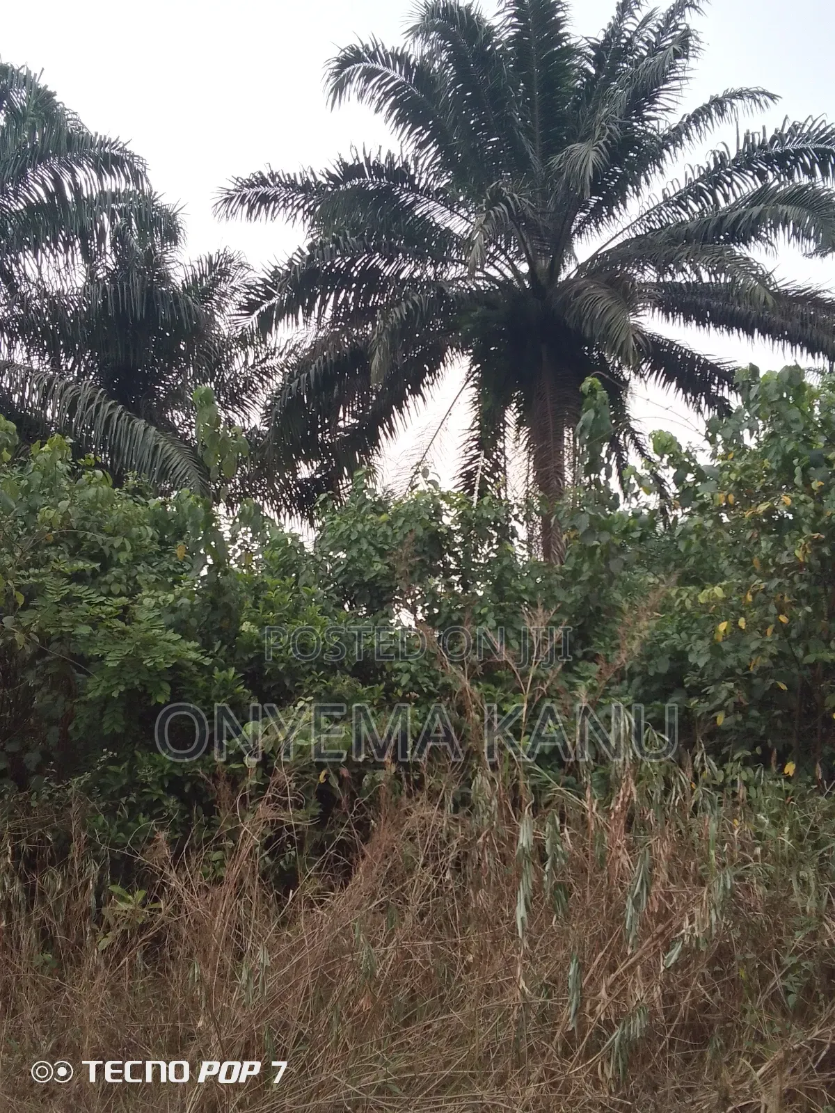 Fully Grown Palm Plantation for Sale.