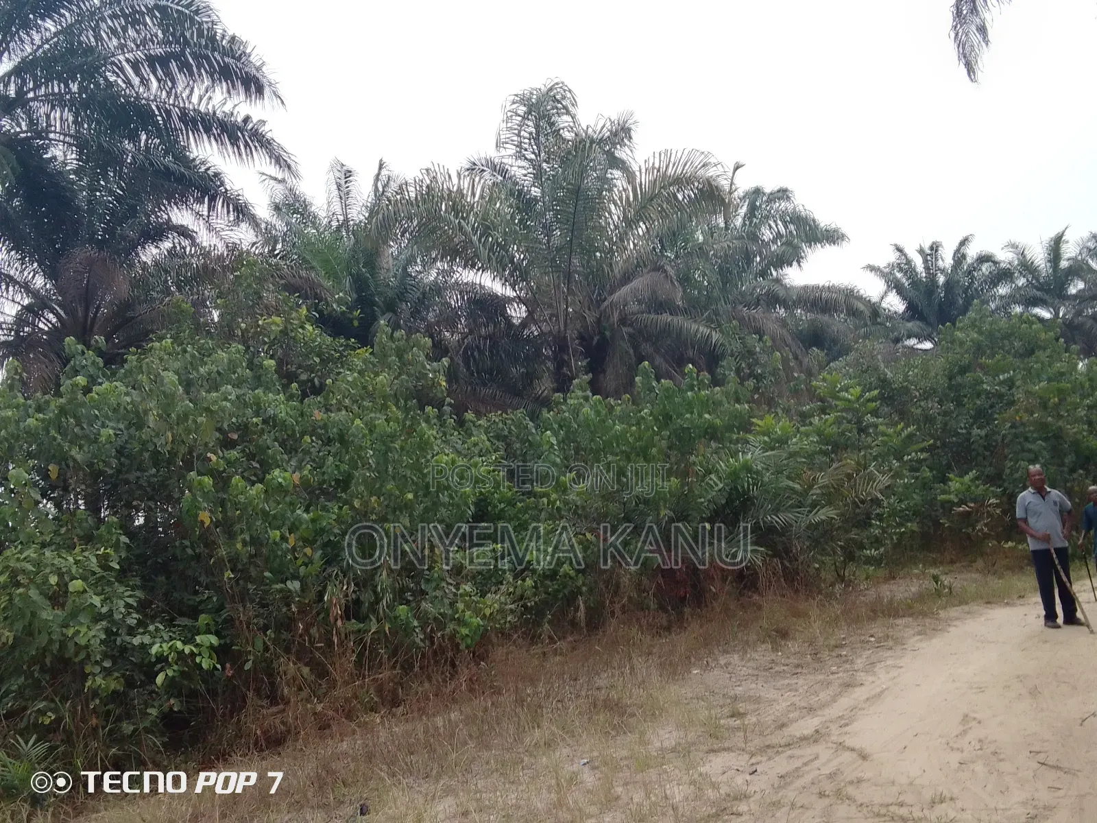 Fully Grown Palm Plantation for Sale.