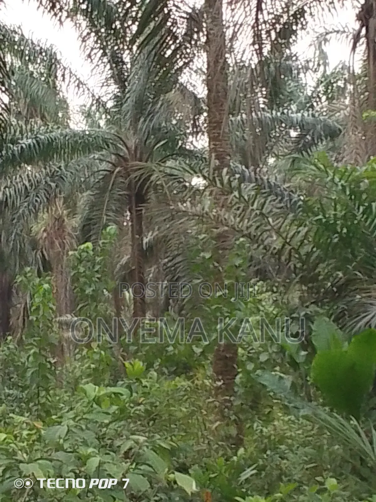 Fully Grown Palm Plantation for Sale.