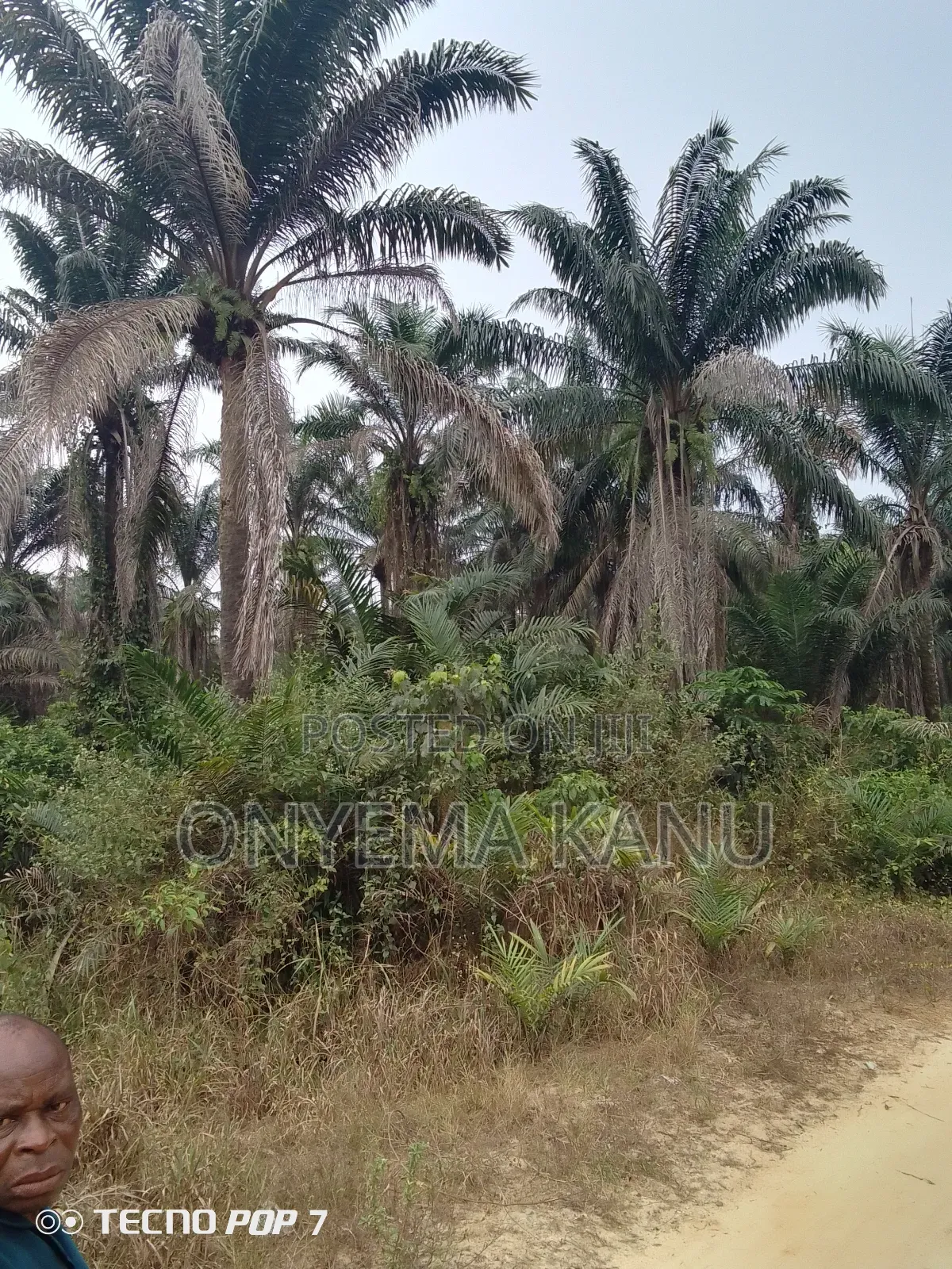 Fully Grown Palm Plantation for Sale.